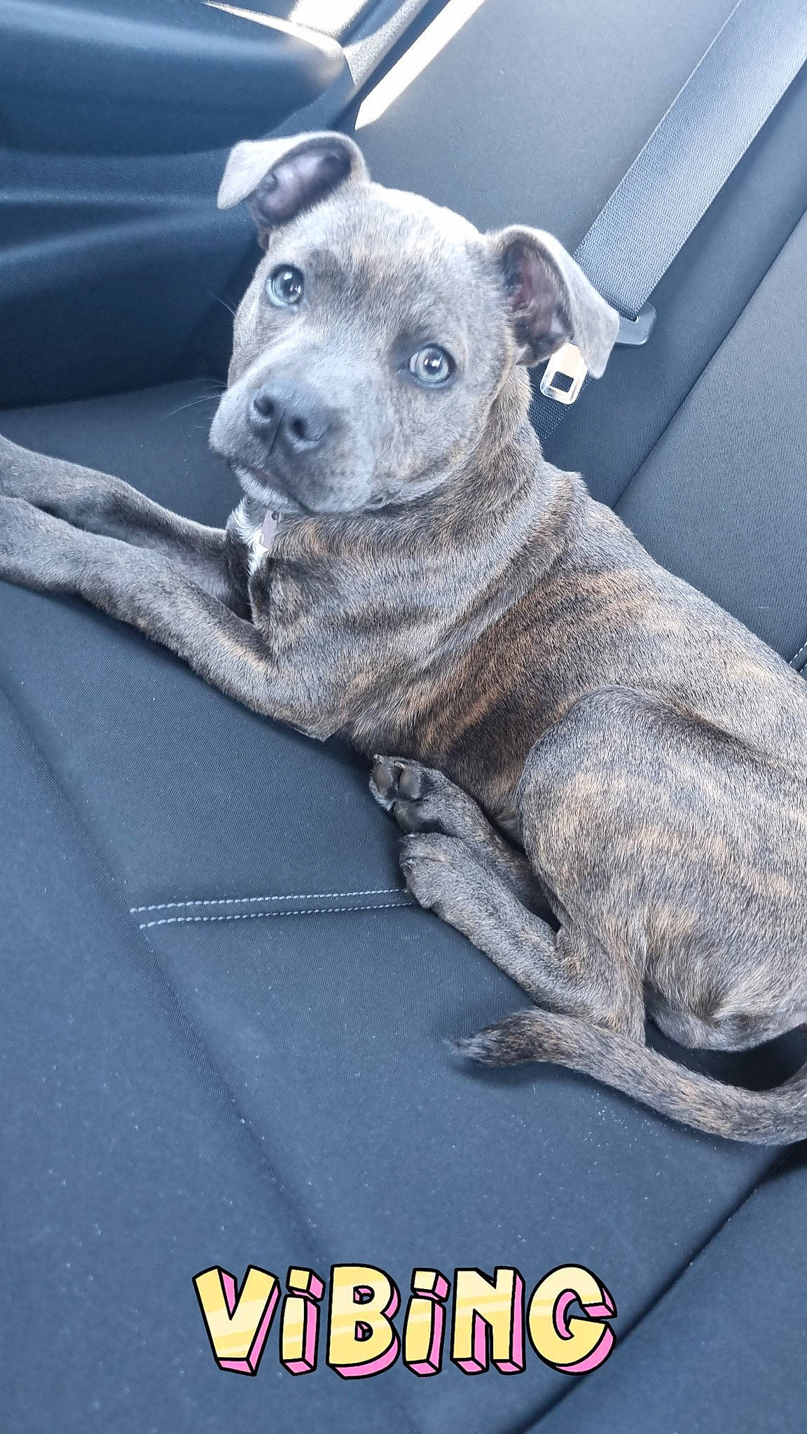 Belle is registered to the contest to win money with this photo: canidae, carnivore, companion_dog, dog, dog_breed, fawn, fur, grey, non_sporting_group, paw, puppy, sporting_group, terrestrial_animal, whiskers, wildlife, working_animal