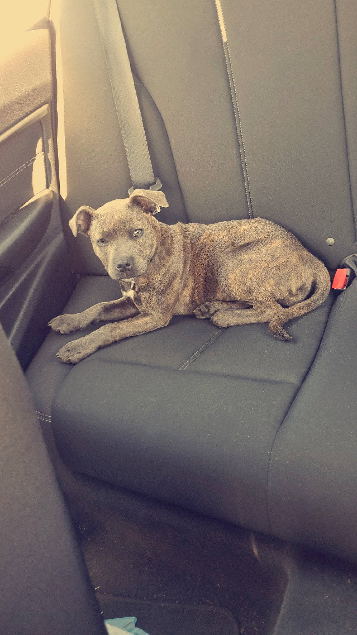 Belle joined the competition — help win amazing prizes! auto_part, canidae, carnivore, comfort, companion_dog, couch, dog, dog_breed, family_car, fawn, grey, non_sporting_group, slipcover, snout, sporting_group, tints_and_shades, toy_dog, vehicle, window