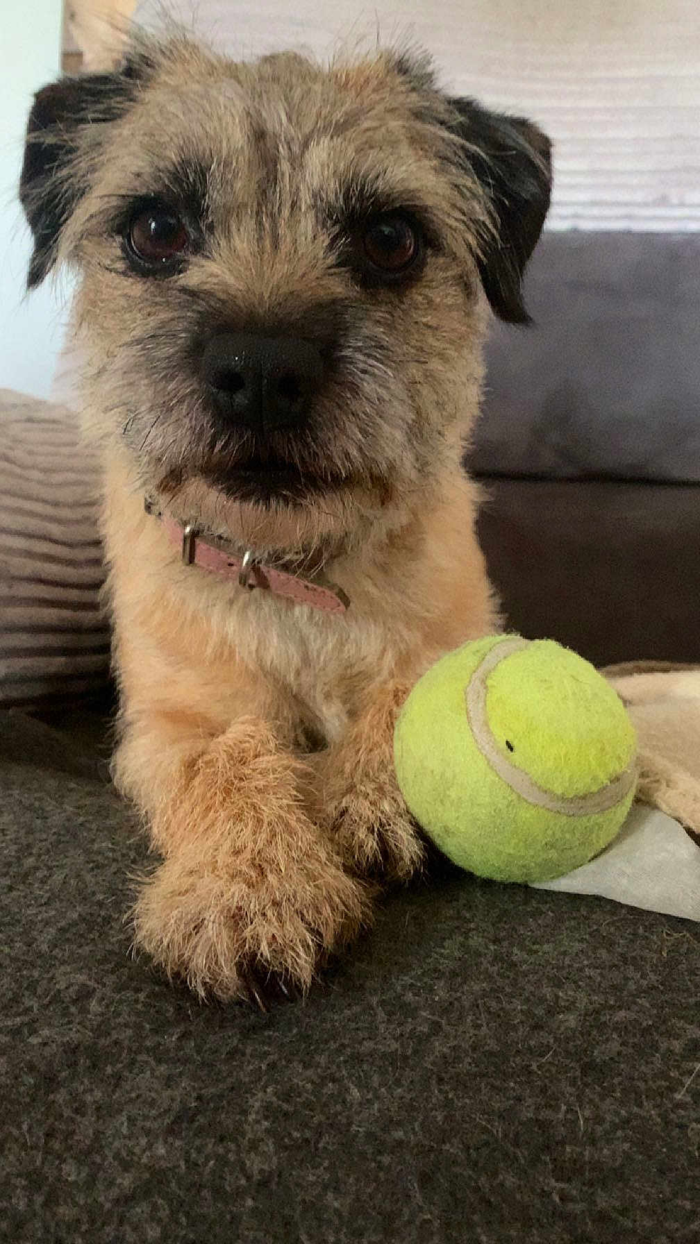 Poppy