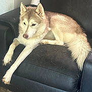 Stormy is registered to the contest to win money with this photo: dog, husky, indoor, couch, black_leather, pet_hair, relaxed, fur, long_legs, light_brown, white_fur, animal, canine, resting, lounge, living_room, floor, wall, sign, domestic_pet