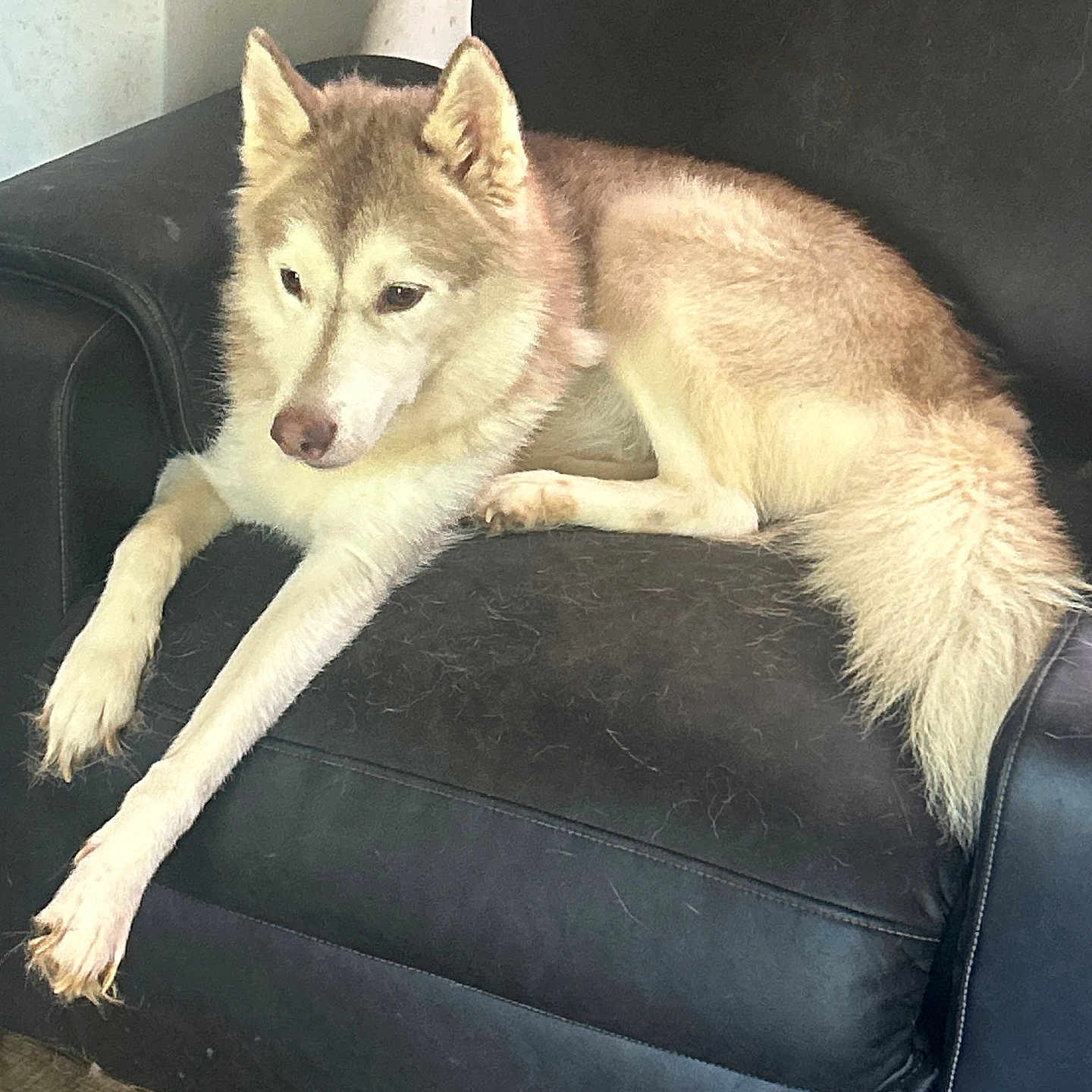 Stormy is registered to the contest to win money with this photo: animal, black_leather, canine, couch, dog, domestic_pet, floor, fur, husky, indoor, light_brown, living_room, long_legs, lounge, pet_hair, relaxed, resting, sign, wall, white_fur