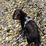 Freya is registered to the contest to win money with this photo: dog, wet, leash, harness, rocks, pebbles, water, shore, outdoor, animal, pet, curious, sitting, nature, canine, brown, black, small_dog, summer, adventure