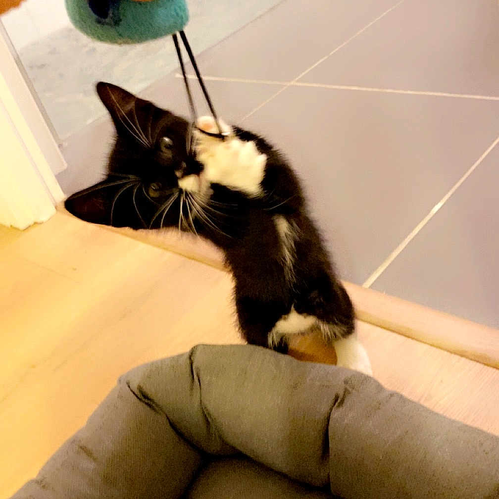 Azur participe au concours pour gagner de l'argent avec cette photo : animal, architecture, baby, bodypart, building, cat, chair, couch, cushion, finger, furniture, homedecor, indoors, interiordesign, kitten, livingroom, manx, person, pet, room