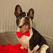 Hulk participe au concours pour gagner de l'argent avec cette photo : dog, french_bulldog, pet, bow_tie, red_blanket, indoor, portrait, sitting, black_and_white, brindle, ears, face, eyes, collar, birthday, social_media, phone_screenshot, furniture, striped_background, cute