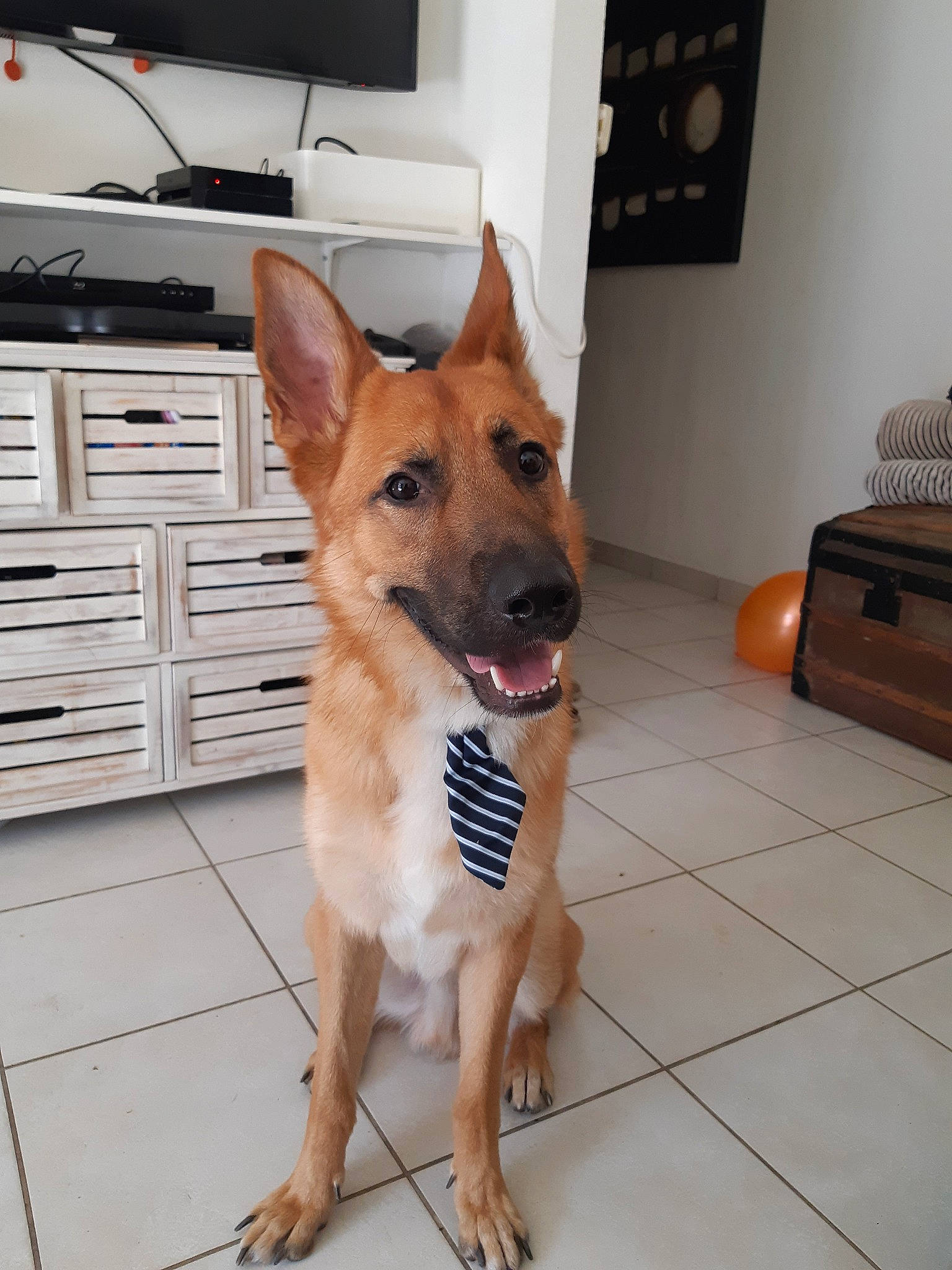 Buck Bis participe au concours pour gagner de l'argent avec cette photo : belgian_shepherd_malinois, canidae, carnivore, carolina_dog, dog, dog_breed, east_european_shepherd, fawn, german_shepherd_dog, king_shepherd, kunming_wolfdog, mammal, pariah_dog, rare_breed_dog, snout, vertebrate, wolfdog, working_dog