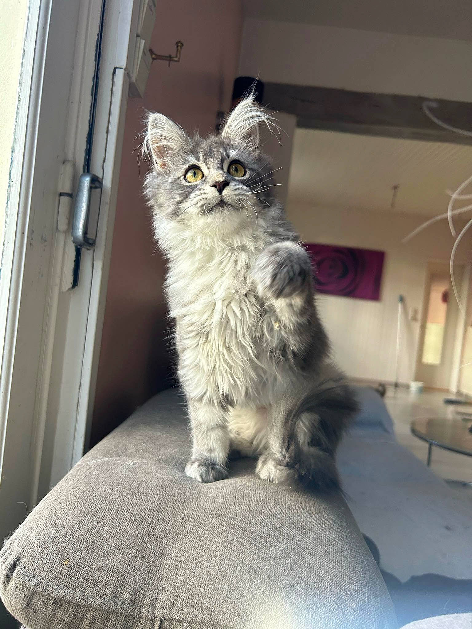 Ulween participe au concours pour gagner de l'argent avec cette photo : carnivore, cat, comfort, domestic_short_haired_cat, door, felidae, fur, grey, paw, sitting, small_to_medium_sized_cats, snout, tail, terrestrial_animal, whiskers, window