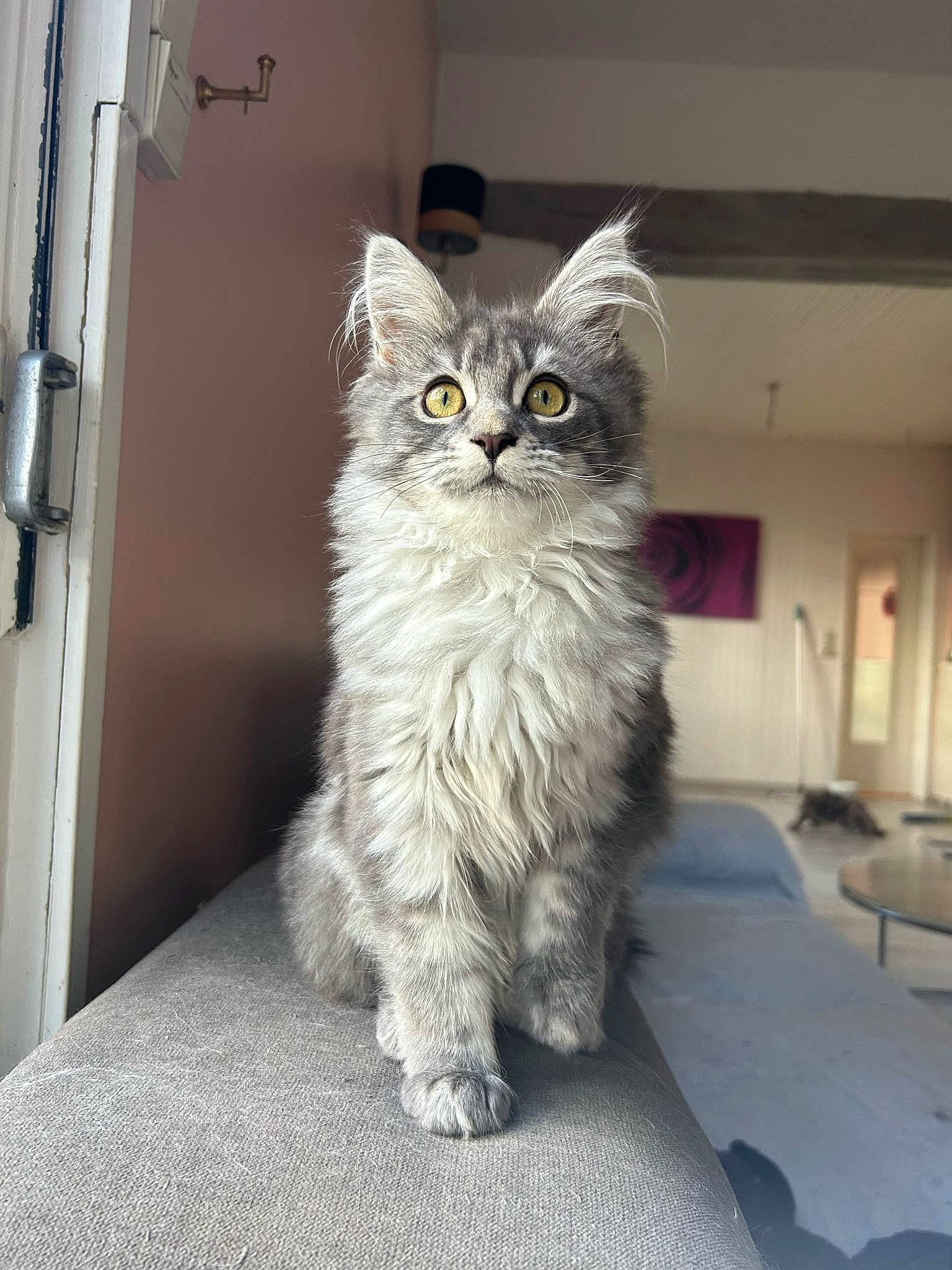 Ulween a rejoint le concours — aidez-le/la à gagner de superbes lots ! carnivore, cat, chair, claw, domestic_short_haired_cat, door, felidae, flooring, fur, grey, paw, sitting, small_to_medium_sized_cats, snout, tail, whiskers, window, wood