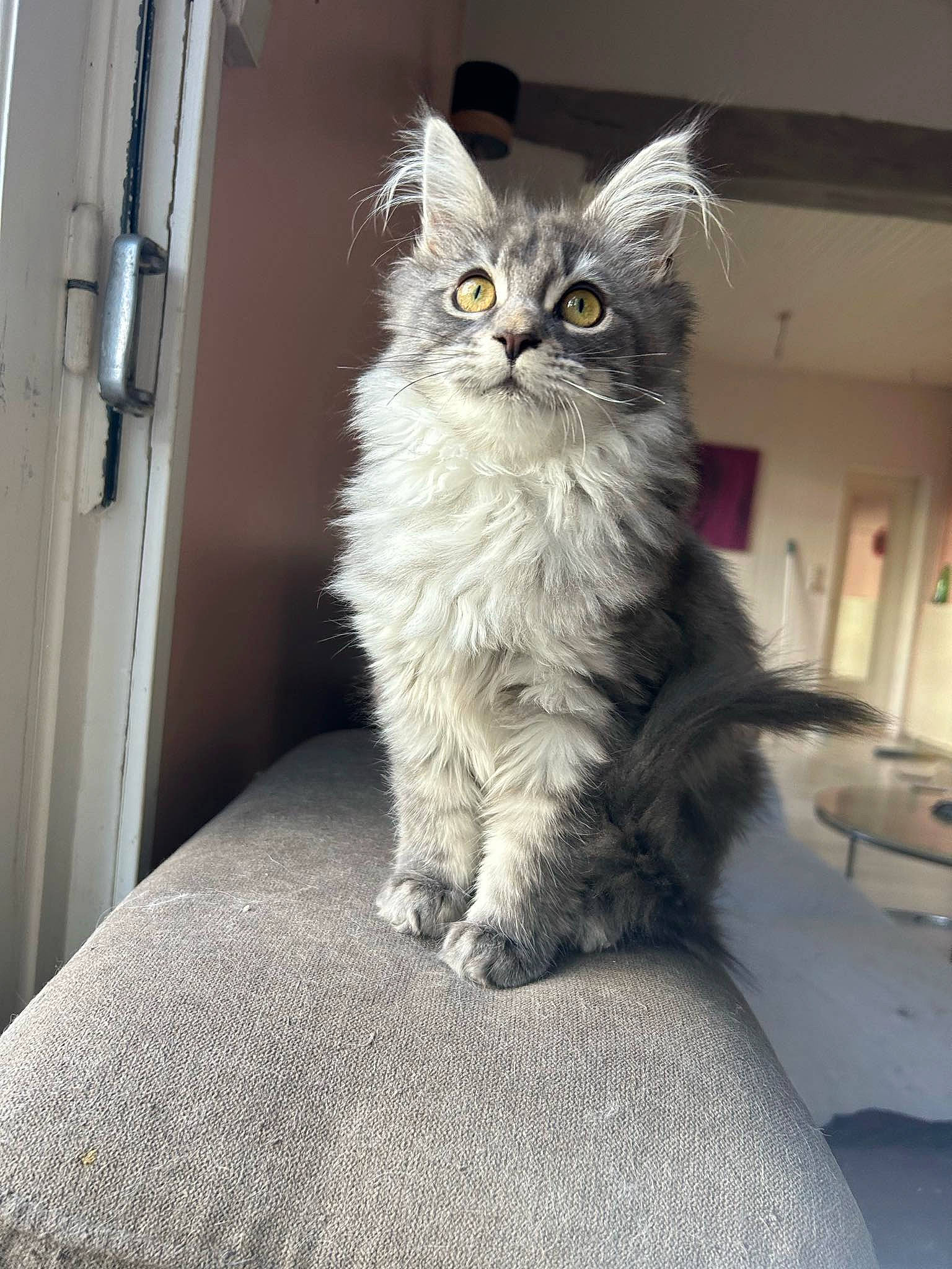 Ulween participe au concours pour gagner de l'argent avec cette photo : carnivore, cat, claw, comfort, domestic_short_haired_cat, door, felidae, fur, grey, paw, sitting, small_to_medium_sized_cats, snout, tail, whiskers, window, wood