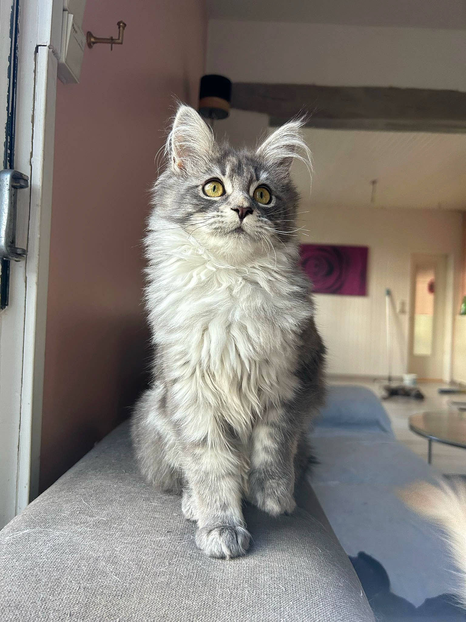 Ulween participe au concours pour gagner de l'argent avec cette photo : british_longhair, carnivore, cat, claw, domestic_short_haired_cat, felidae, fur, grey, sitting, small_to_medium_sized_cats, snout, tail, whiskers, window, wood