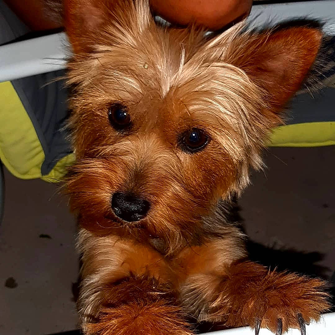 Daysie participe au concours pour gagner de l'argent avec cette photo : australian_terrier, biewer_terrier, canidae, carnivore, companion_dog, dog, dog_breed, ear, fawn, fur, liver, small_terrier, snout, sporting_group, terrestrial_animal, terrier, toy_dog, water_dog, whiskers, working_animal