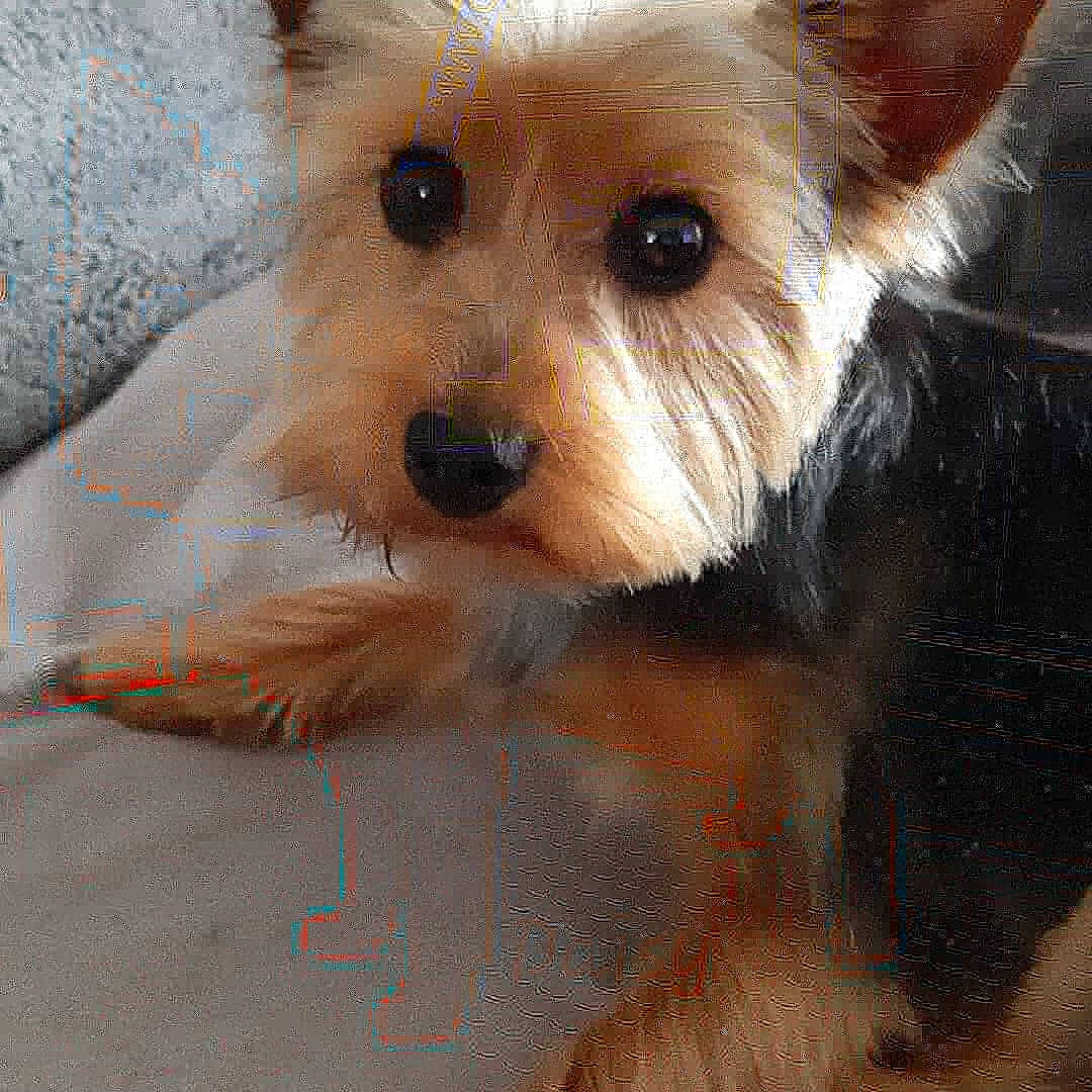 Daysie participe au concours pour gagner de l'argent avec cette photo : bicycle, biewer_terrier, canidae, carnivore, companion_dog, dog, dog_breed, dog_supply, fawn, fur, maltepoo, non_sporting_group, small_terrier, snout, sporting_group, terrestrial_animal, terrier, toy_dog, whiskers, working_animal