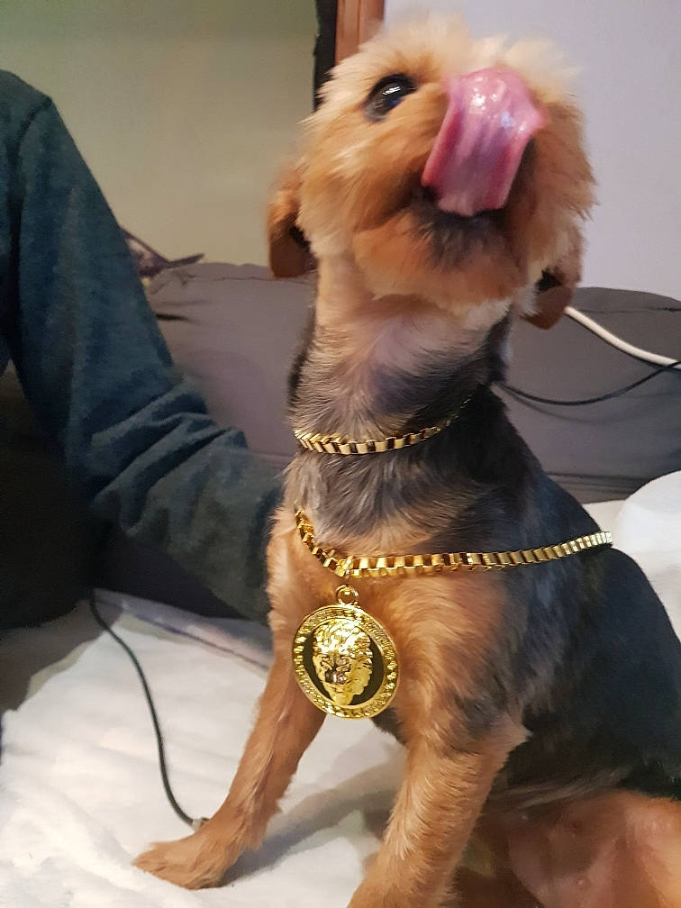 Daysie participe au concours pour gagner de l'argent avec cette photo : carnivore, collar, companion_dog, dog, dog_breed, dog_clothes, dog_collar, dog_supply, fawn, fur, liver, paw, pet_supply, snout, sporting_group, tail, toy, toy_dog, whiskers, working_animal