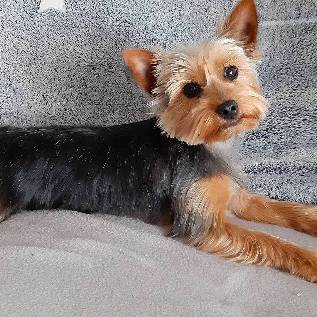 Daysie participe au concours pour gagner de l'argent avec cette photo : biewer_terrier, canidae, carnivore, companion_dog, dog, dog_breed, dog_supply, fawn, fur, liver, small_terrier, snout, sporting_group, terrier, toy_dog, working_animal, working_terrier, yorkipoo, yorkshire_terrier