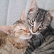 Sushi a rejoint le concours — aidez-le/la à gagner de superbes lots ! cat, kitten, two_cats, snuggling, fur, whiskers, close_up, pet, domestic_animal, striped_fur, sleeping_cat, curious_cat, animal_face, cute, companion, indoor, resting, soft_texture, friendship, feline