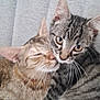 cat, kitten, two_cats, snuggling, fur, whiskers, close_up, pet, domestic_animal, striped_fur, sleeping_cat, curious_cat, animal_face, cute, companion, indoor, resting, soft_texture, friendship, feline