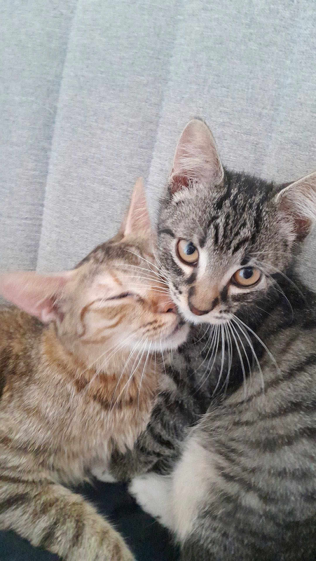 Sushi a rejoint le concours — aidez-le/la à gagner de superbes lots ! cat, kitten, two_cats, snuggling, fur, whiskers, close_up, pet, domestic_animal, striped_fur, sleeping_cat, curious_cat, animal_face, cute, companion, indoor, resting, soft_texture, friendship, feline