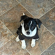 Zeke is registered to the contest to win money with this photo: puppy, dog, black_and_white, pet, floor, tile, cute, looking_up, ears, fur, young, indoor, animal, adorable, sitting, small, canine, clothing, curious, black_shirt