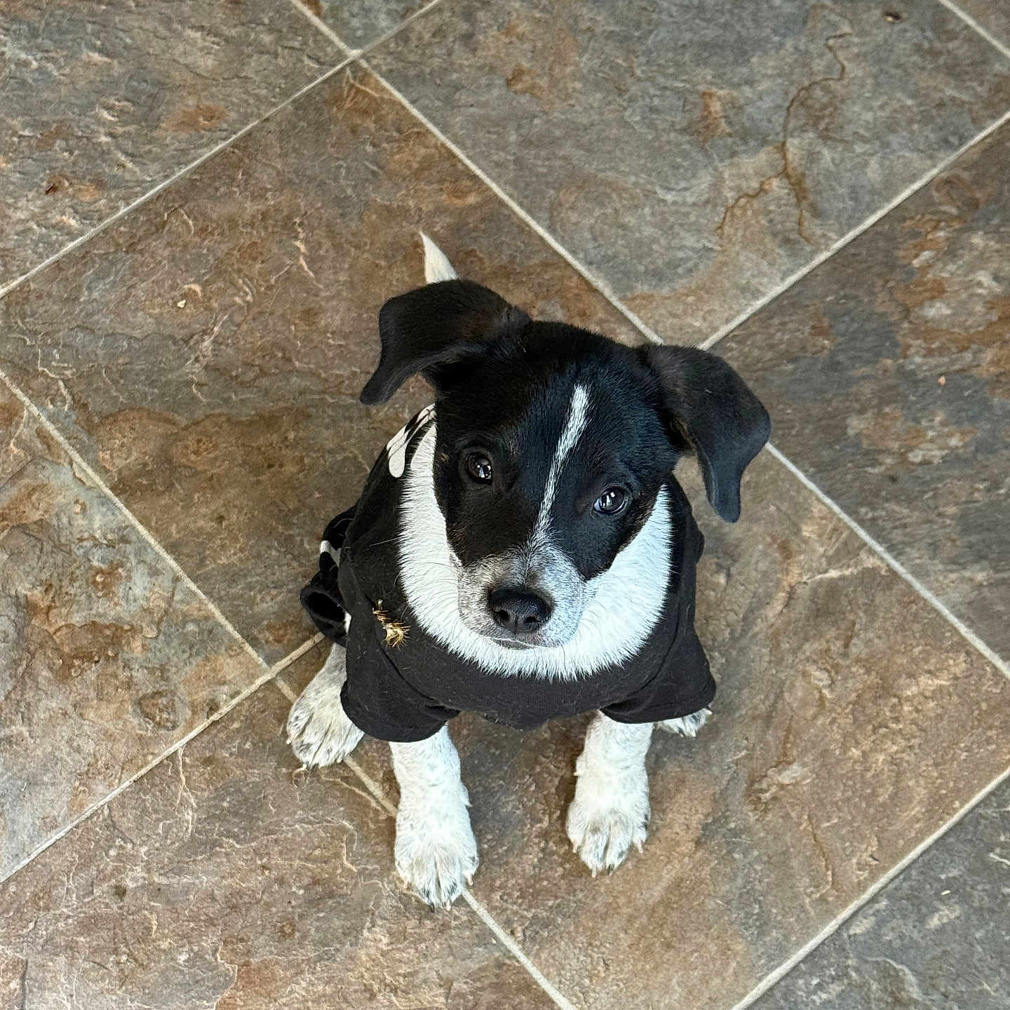 Zeke