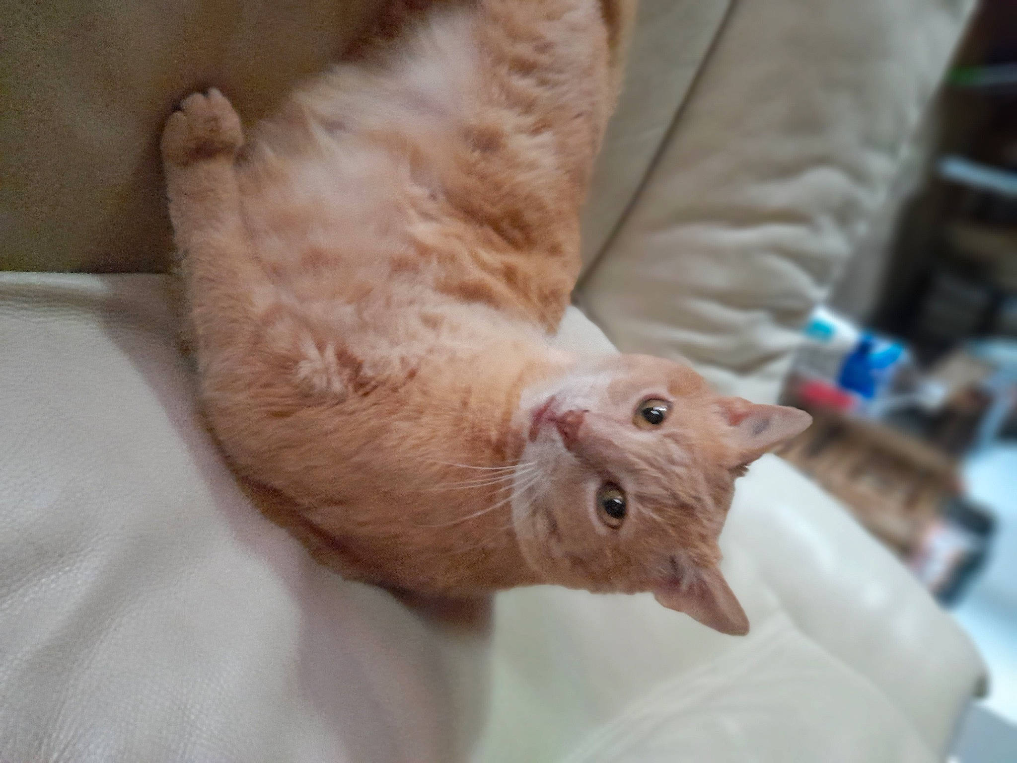 O'Malley participe au concours pour gagner de l'argent avec cette photo : canidae, carnivore, cat, claw, comfort, domestic_short_haired_cat, ear, fawn, felidae, fur, gesture, linens, nail, paw, small_to_medium_sized_cats, snout, tail, whiskers, wrinkle, wrist