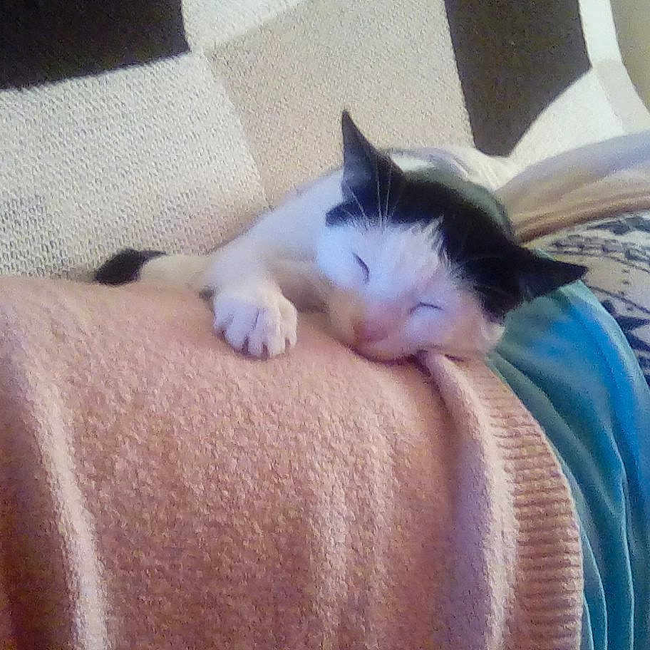 Percapuss