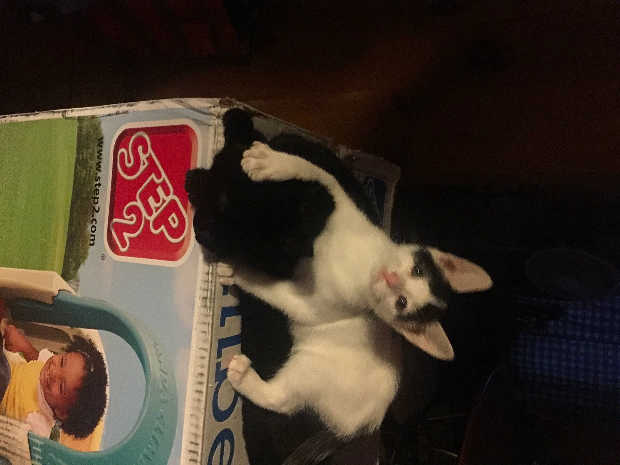 Oreo is registered to the contest to win money with this photo: box, carnivore, cat, domestic_short_haired_cat, felidae, fur, kitten, packaging_and_labeling, paw, pet_supply, small_to_medium_sized_cats, snout, tail, whiskers