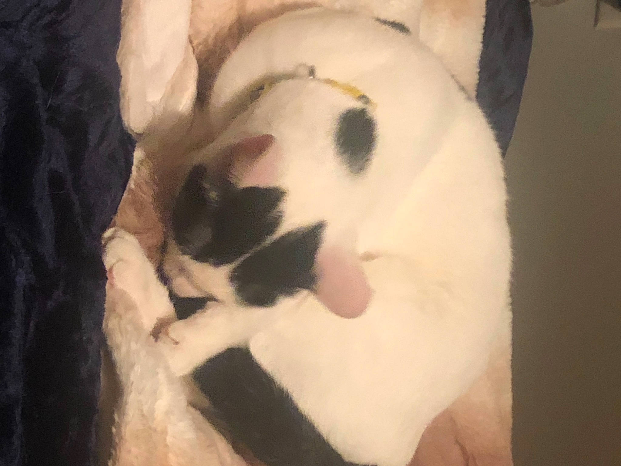 Oreo is registered to the contest to win money with this photo: carnivore, cat, felidae, fur, paw, small_to_medium_sized_cats, snout, tail, terrestrial_animal, vertebrate, whiskers