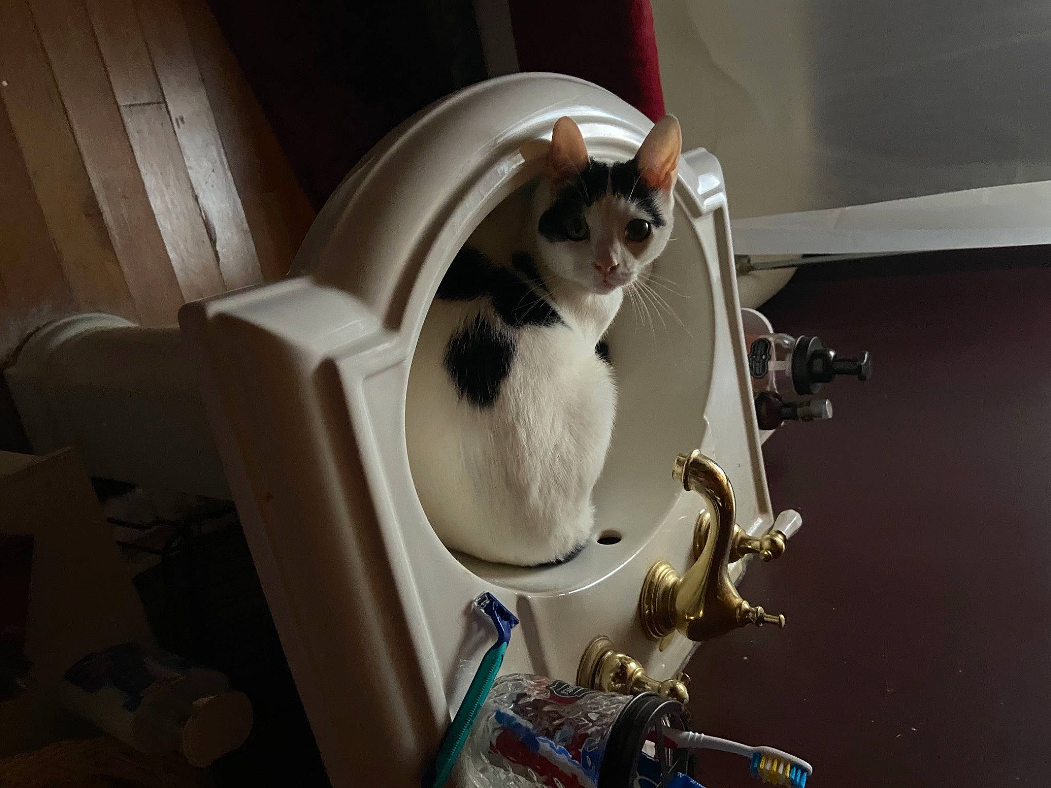 Oreo is registered to the contest to win money with this photo: carnivore, cat, cat_supply, domestic_short_haired_cat, felidae, small_to_medium_sized_cats, tail, whiskers