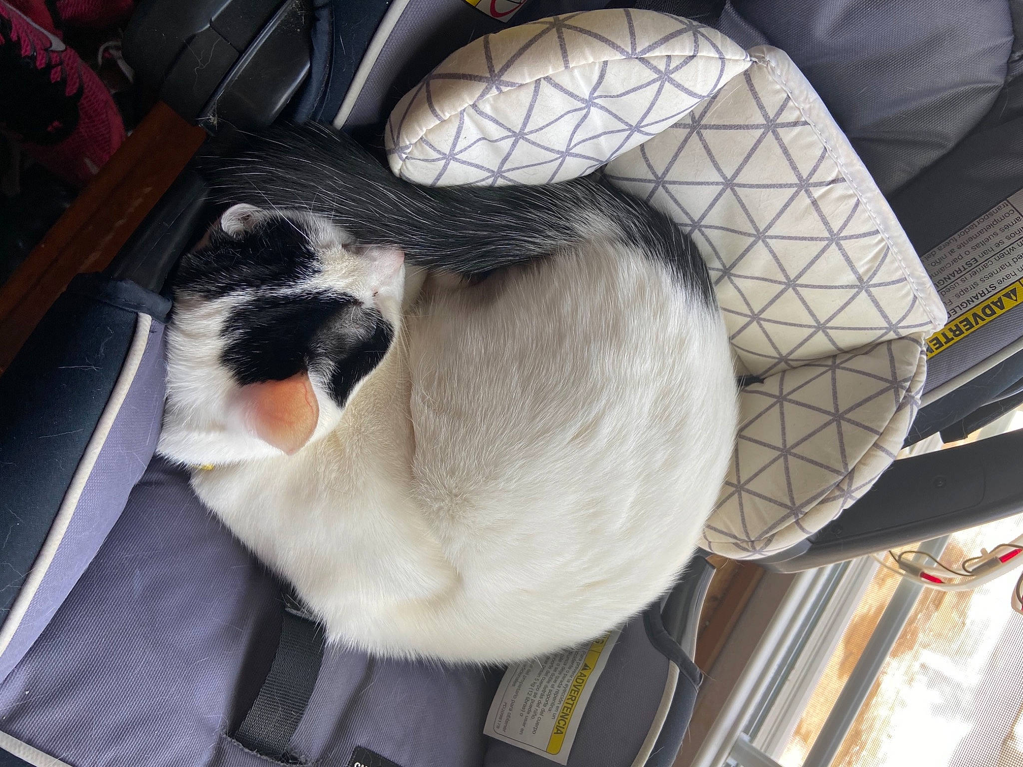 Oreo is registered to the contest to win money with this photo: felidae, fur, small_to_medium_sized_cats, snout