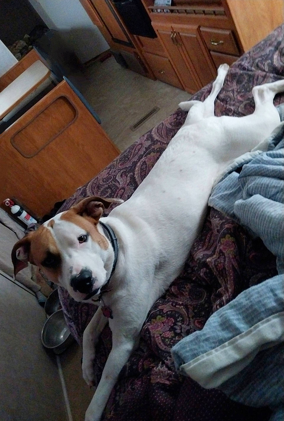 Feenyx is registered to the contest to win money with this photo: canidae, carnivore, collar, comfort, companion_dog, couch, dog, dog_breed, dog_collar, dog_supply, fawn, flooring, hardwood, leash, pet_supply, snout, sporting_group, tail, wood, working_animal