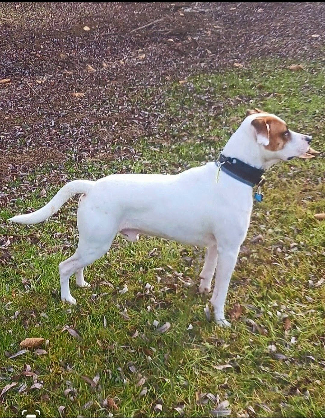 Feenyx is registered to the contest to win money with this photo: canidae, carnivore, collar, companion_dog, dog, dog_breed, dog_supply, fawn, grass, hunting_dog, non_sporting_group, snout, sporting_group, tail, terrestrial_animal, terrier