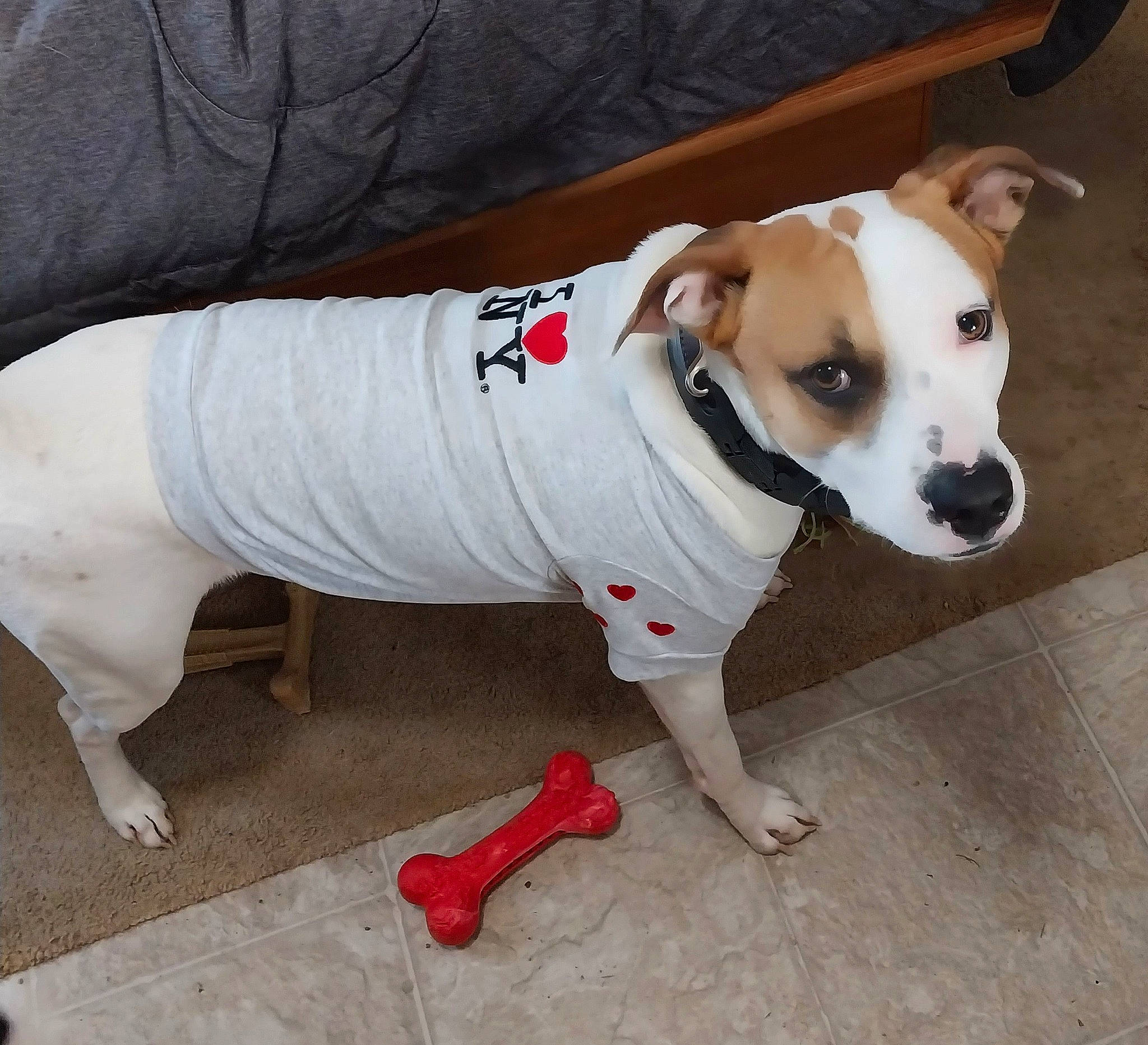 Feenyx is registered to the contest to win money with this photo: canidae, carmine, carnivore, collar, companion_dog, dog, dog_breed, dog_clothes, dog_collar, dog_supply, fashion_accessory, fawn, flooring, pet_supply, sleeve, snout, sporting_group, sunglasses, t_shirt, working_animal