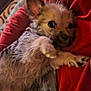 animal, blanket, closeup, companion, cozy, cute, dog, domestic_animal, ears, fur, fur_texture, indoor, paw, pet, puppy, resting, sleepy, snuggle, soft, young