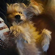 Chipie participe au concours pour gagner de l'argent avec cette photo : dog, fluffy, pet, laying_down, relaxed, fur, indoor, cozy, animal, cute, mammal, canine, sleepy, companion, domestic_animal, closeup, soft_light, resting, warm, blurred_background