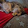 animal, blanket, comfort, cozy, cute, ears, face, fluffy, fur, indoors, nose, paw, pet, puppy, red, resting, sleeping, small, soft, star_pattern