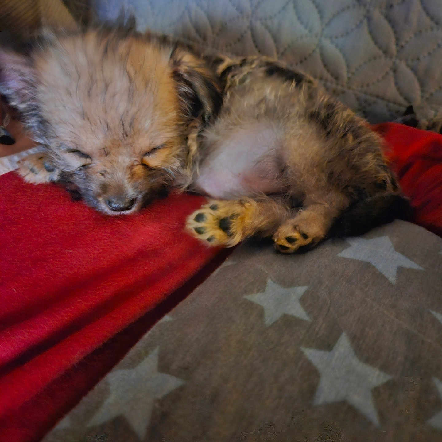 Chipie a rejoint le concours — aidez-le/la à gagner de superbes lots ! animal, blanket, comfort, cozy, cute, ears, face, fluffy, fur, indoors, nose, paw, pet, puppy, red, resting, sleeping, small, soft, star_pattern