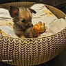 Chipie participe au concours pour gagner de l'argent avec cette photo : adorable, animal, brown, close_up, cozy, cute, dog, fur, fuzzy, home, indoor, pet, pet_bed, plush_toy, puppy, resting, sleepy, small_dog, toy, woven_basket
