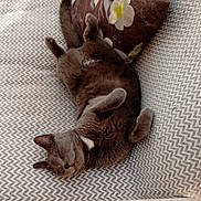 Toto a rejoint le concours — aidez-le/la à gagner de superbes lots ! cat, gray_cat, pet, indoor, couch, patterned_couch, relaxed, lying_down, belly_up, furry, whiskers, ears, pillow, fluffy, domestic_cat, animal, cute, sleepy, home, resting