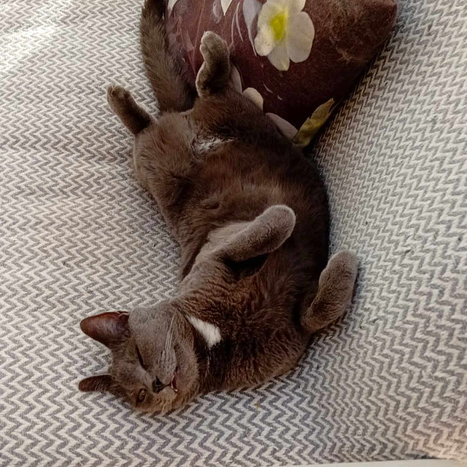 Toto a rejoint le concours — aidez-le/la à gagner de superbes lots ! animal, belly_up, cat, couch, cute, domestic_cat, ears, fluffy, furry, gray_cat, home, indoor, lying_down, patterned_couch, pet, pillow, relaxed, resting, sleepy, whiskers