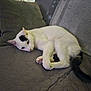 black_patch, black_tail, cat, couch, cozy, cushion, domestic_cat, feline, fur, gray_couch, home_interior, indoor, lying_down, paw, pet, quiet, relaxed, resting, whiskers, white_cat