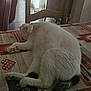 black_spots, cat, chair, cozy, curtains, domestic_cat, floor_tiles, furniture, home, indoor, paw, pet, relaxed, resting, sleeping, table, tablecloth, tail, white_cat, wooden_table