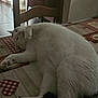 cat, cozy, cute, domestic_animal, feline, floor_tiles, fur, heart_pattern, home, indoor, lazy, paw, pet, relaxed, resting, sleepy, table, tablecloth, white_cat, wooden_chair