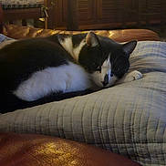 Louna participe au concours pour gagner de l'argent avec cette photo : animal, black_and_white, cat, cozy, domestic_animal, feline, floor_tiles, furniture, indoor, leather_couch, living_room, pet, quiet, quilted_blanket, relaxed, resting, sleepy, soft_texture, warm_lighting, wooden