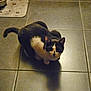 animal, black_and_white, cat, curious, domestic, ears, feeding_area, feline, floor, food_bowl, home, indoor, looking_up, paws, pet, quiet, shadow, sitting, tile, whiskers