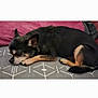 animal, black, cozy, cushion, dog, ears, fur, indoor, nose, pattern, paw, pet, pink_pillow, quiet, relaxation, resting, sleeping, small_dog, tail, tan