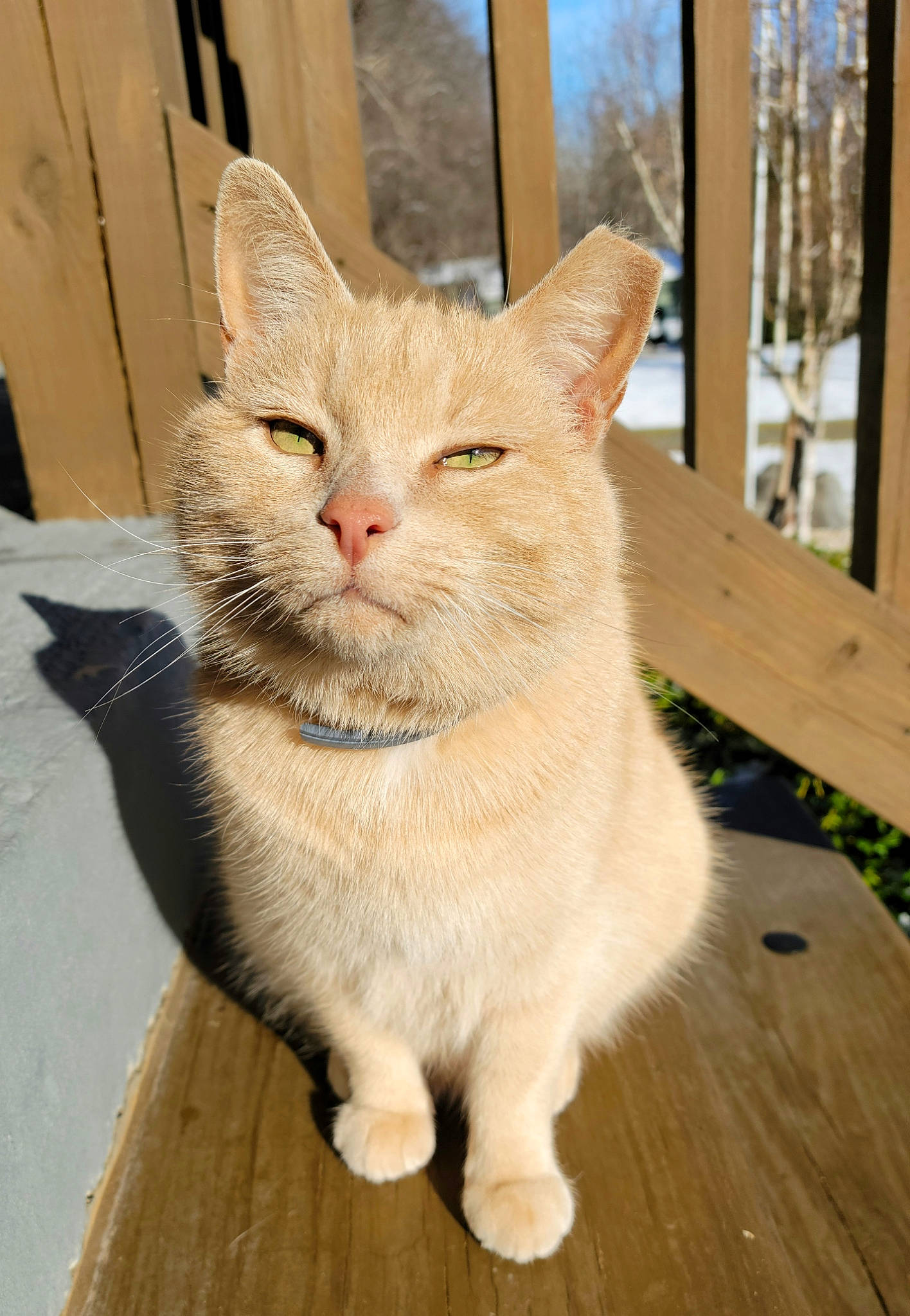 Jack joined the competition — help win amazing prizes! carnivore, cat, claw, domestic_short_haired_cat, eye, fawn, felidae, flooring, fur, hardwood, head, paw, plank, small_to_medium_sized_cats, snout, tail, terrestrial_animal, whiskers, window, wood