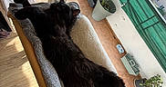 Yuko a rejoint le concours — aidez-le/la à gagner de superbes lots ! animal, balcony, black_cat, cat, cat_bed, cozy, domestic_cat, feline, fur, greenery, home, indoor, pet, potted_plants, relaxing, resting, sunlight, sunny, window, wooden_floor