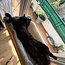 Yuko a rejoint le concours — aidez-le/la à gagner de superbes lots ! black_cat, cat, pet, indoor, cat_bed, balcony, potted_plants, sunlight, relaxing, feline, cozy, wooden_floor, window, greenery, home, animal, fur, resting, domestic_cat, sunny