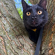 Yuko participe au concours pour gagner de l'argent avec cette photo : black_cat, tree, bark, outdoor, nature, animal, pet, fur, whiskers, ears, eyes, close_up, leaves, sky, bokeh, harness, curious, wildlife, mammal, portrait