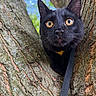 black_cat, tree, bark, outdoor, nature, animal, pet, fur, whiskers, ears, eyes, close_up, leaves, sky, bokeh, harness, curious, wildlife, mammal, portrait