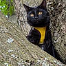 black_cat, cat, animal, pet, tree, bark, nature, outdoor, yellow_harness, curious, fur, whiskers, eyes, branch, leaf, wildlife, mammal, closeup, daylight, alert